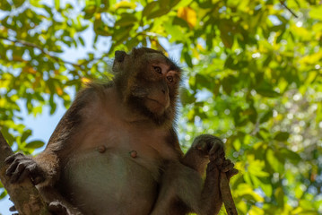 Long-tailed Macaques (Macaca fascicularis)