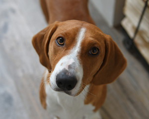 Drever, breed of dog, short-legged scenthound from Sweden used for hunting deer and other game....