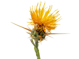 Centaurea solstitialis, yellow star-thistle, Mediterranean native. Aka golden starthistle, yellow cockspur or St Barnaby's thistle. Studio isolated.