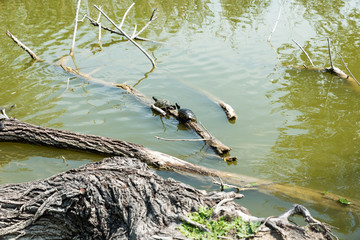 Turtles stretched out in the sun