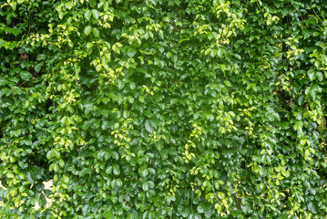 Obraz premium background of green leaves