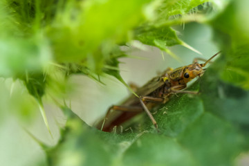 Allphotokz Beetle 20070626 3235 20D