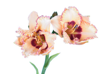 Daylily (Hemerocallis) pale pink two flowers close-up isolated on white background