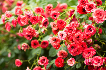 red rose bush