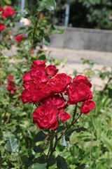 Голландия Holland Netherlands