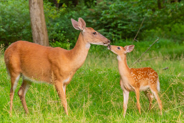 Mother and baby deer - fawn and doe - together in the forest