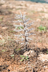 Typical Sicilian vegetation