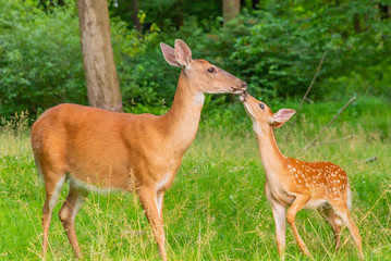 Naklejka na ściany i meble Mother and baby deer - fawn and doe - together in the forest