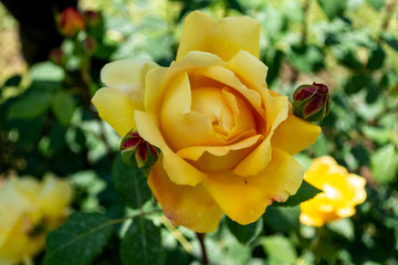 Blooming in full sun yellow rose