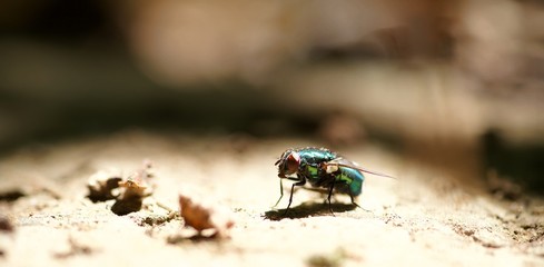 Mouche macro gros plan insecte