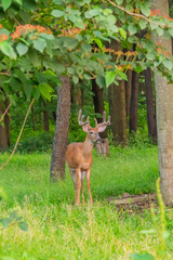 Buck with antlers in the forest