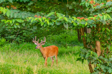 Buck with antlers in the forest