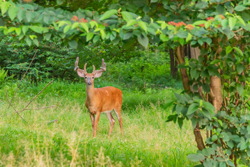 Buck with antlers in the forest