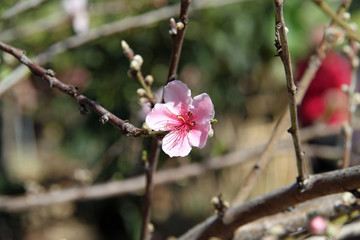 Канары Canaries