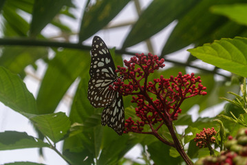butterfly on a flower