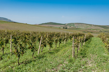 Rows of Sicilian vineyard