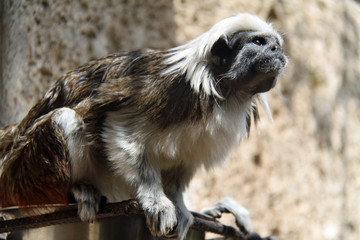 Канары Canaries