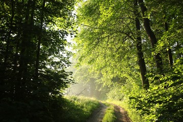 Country road trough the spring forest at dawn