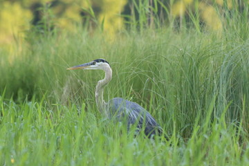great blue heron