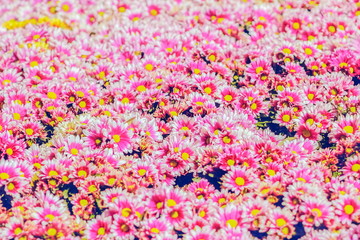 focus blurred for pink flower background, view of  Paris daisy (Argyranthemum frutescens) blossom with focus blurred.