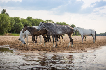 Free horses by the river