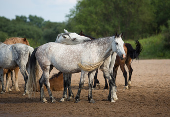 Free horses by the river