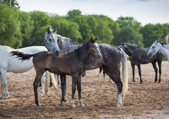 Free horses by the river