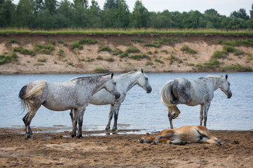 Naklejka na ściany i meble Free horses by the river