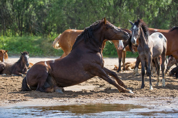 Free horses by the river