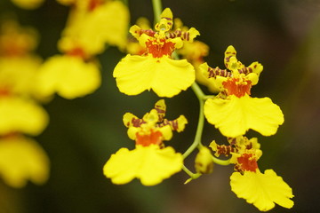 Yellow Orchid focus blurred for flower background, view of kandyan dancer orchid (Oncidium sphacelatum) blossom with focus blurred.