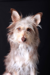 Cute fluffy dog portrait on a black background