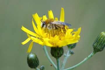 Wildbiene auf gelber Blüte