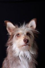 Naklejka premium Cute fluffy dog portrait on a black background
