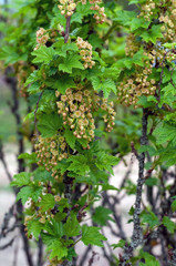Flowering red currants (Ribes rubrum), branches of the bush covered with large buds