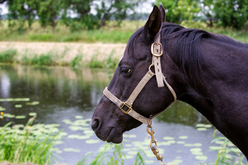 beautiful black horse outdoors by a river