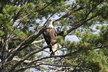Bald eagle in White Pine