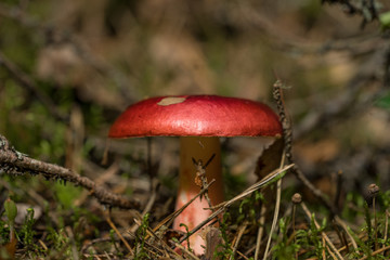Russula - common mushroom with fairly large and brightly colored cap. Wildcrafting (or foraging) is the practice of harvesting food from their natural, or wild habitat. Estonia, Europe.