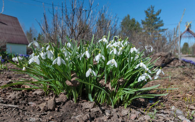 A bush of white snowdrops on the background of the land and fresh grass on a clear sunny day