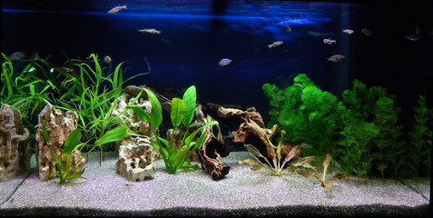 Freshwater aquarium with tropical fish, shrimps and water plants. Aqua scape and aqua design.
