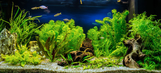 Freshwater aquarium with tropical fish, shrimps and water plants. Aqua scape and aqua design.