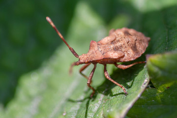 Allphotokz Beetle 20110803 3167 1DM3