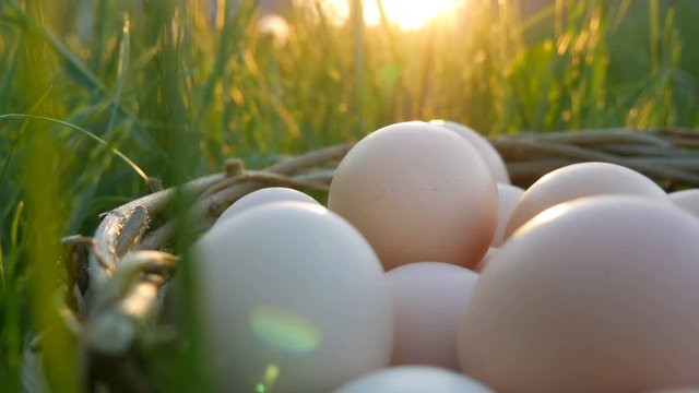 Picturesque scene of large homemade chicken eggs with a hand-made wicker nest on green grass in the rays of the sun in spring or summer close up view.