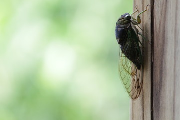 Cicadoidea Bug