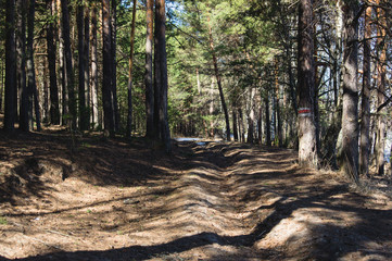 spring forest with a tree marked for logging