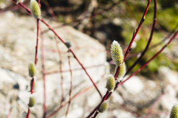 the image of a willow branch with blooming fluffy buds on a bright spring day