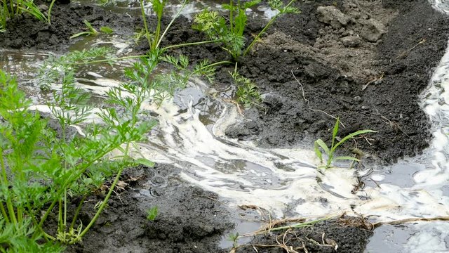 A jet of water pours green parsley. Home gardening. Slow motion. Full HD 1080p 25fps video.