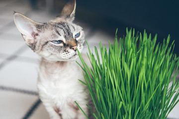 Pet grass, cat grass. Close-up of a Devon Rex kitty eating oat grass from plants pot at home....