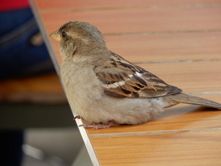 BirBirdd