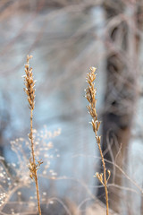Winter Grass Stalks by Blue Lake 