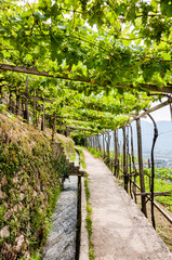 Obraz premium Algund, Waalweg, Weinberg, Spazierweg, Weinpergola, Steintreppe, Vinschgau, Sütirol, Sommer, Italien